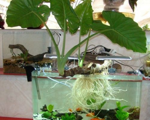 滴水莲放什么肥料,滴水莲施什么肥