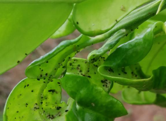 柑橘木虱的防治,柑橘木虱几月份防治好