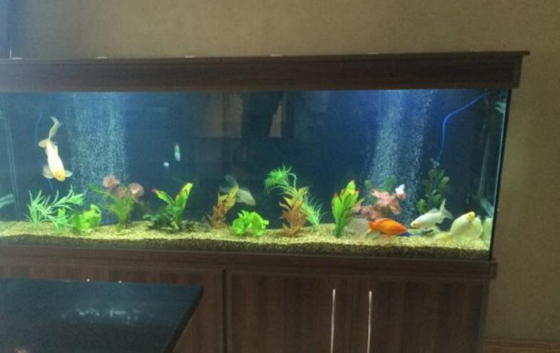 锦鲤鱼饲养方法教程,锦鲤鱼饲养方法