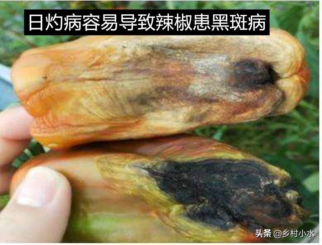 辣椒果实变黄病害图片与防治,辣椒果实病害起斑防治