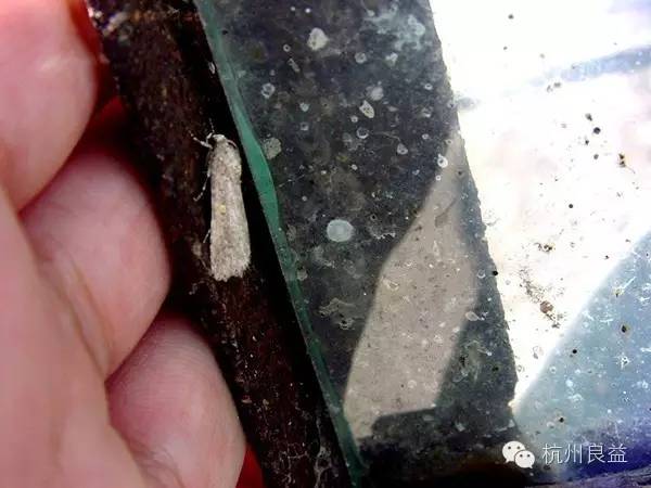 西瓜病虫害一本通表,西瓜红薯种植病虫害防治