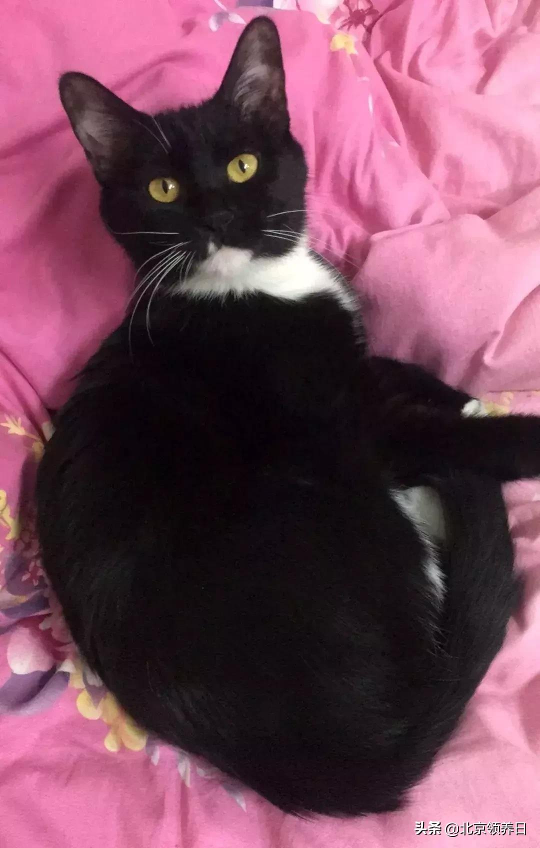 #领养代替购买#给它们一个家|线上宠物领养日,20190608加场