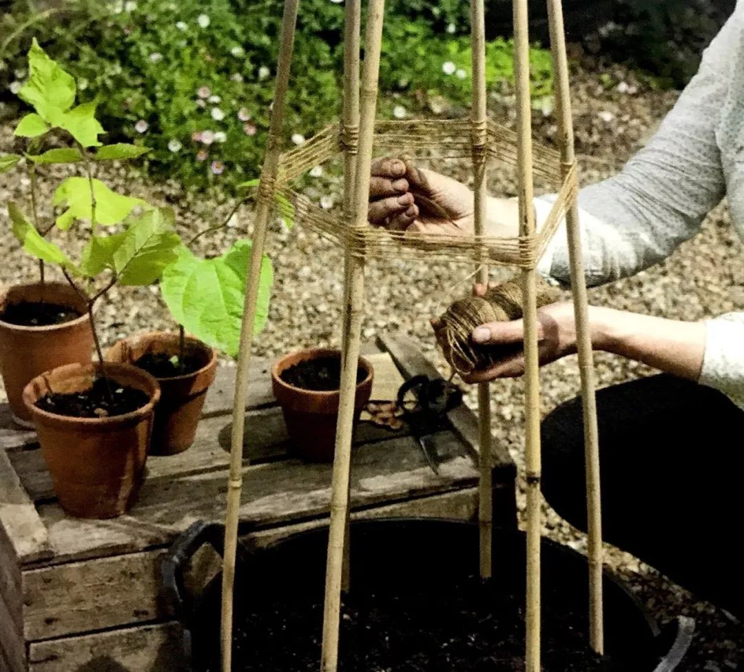 自家阳台小菜园种的纯天然蔬菜,阳台种植一年四季可以吃的蔬菜