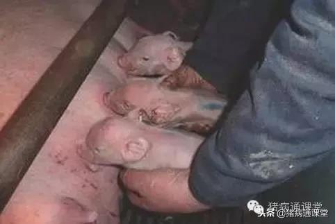 母猪乳房发育时期,母猪乳腺构造