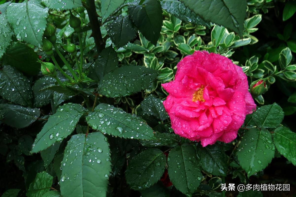 中国四大名花哪种最好,中国十大名花茶花香味排行榜