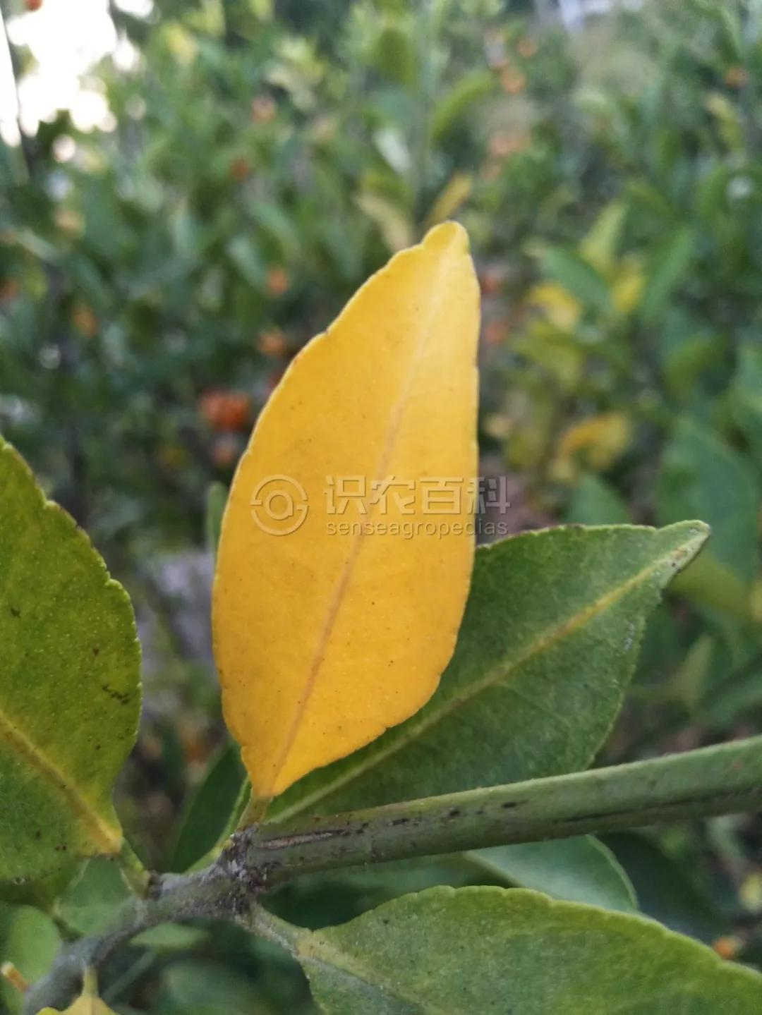 柑橘12月有什么病害虫害,柑橘全年病害虫害最新防治方法