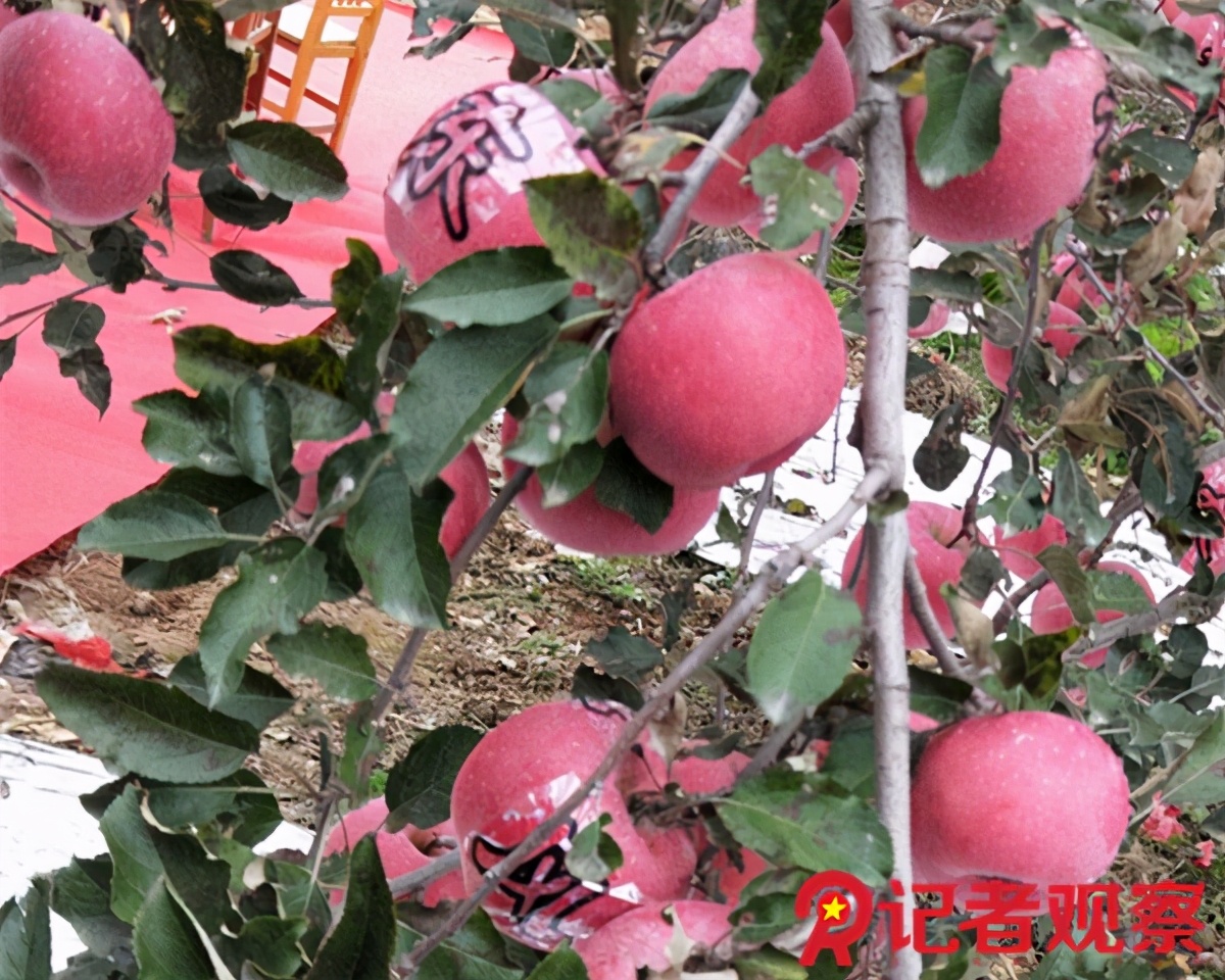 走进苹果之乡,吉县苹果小镇