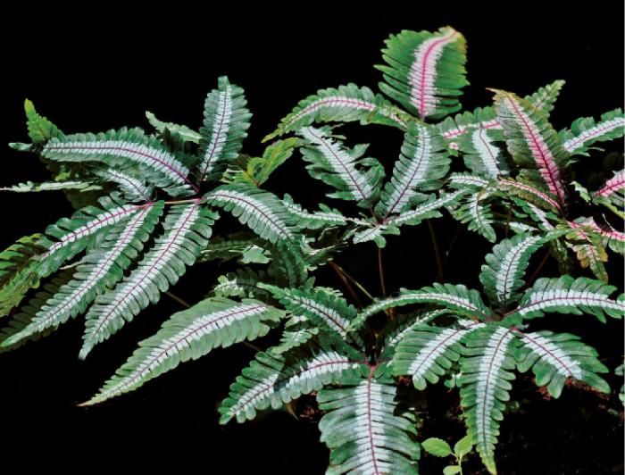 刚买回来的植物叶子变黄了怎么办,蕨类植物叶子边缘黄了咋回事