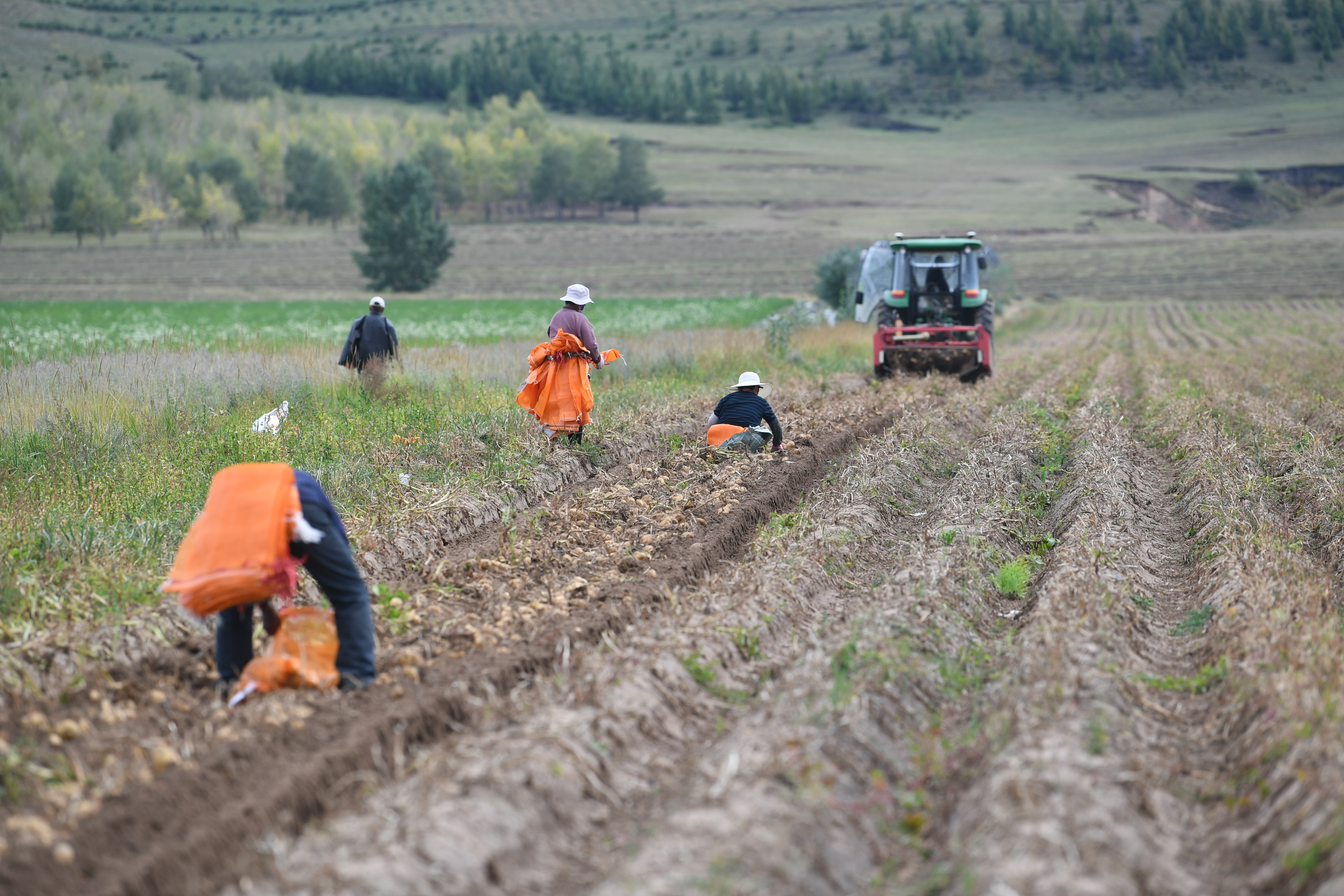 砚山平远土豆喜获丰收图,丰收的土豆