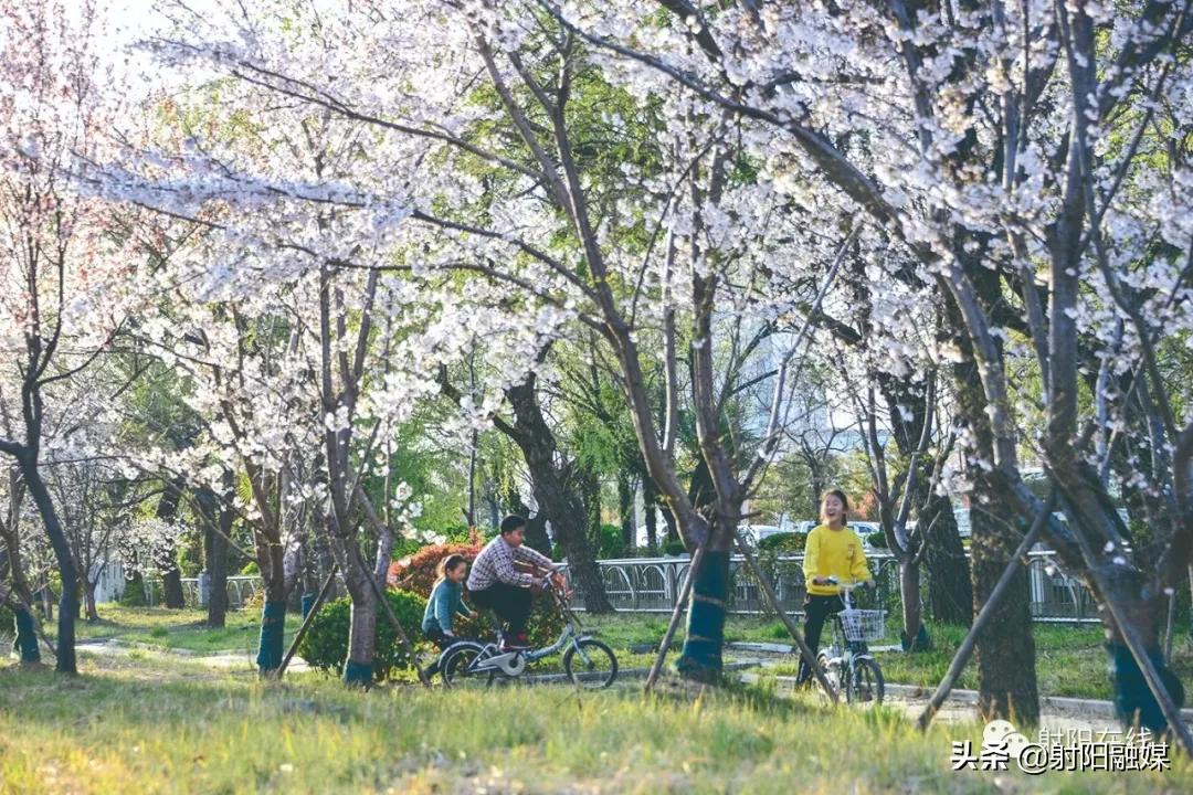 射阳是一个有爱的城市吗,射阳一座美丽的城