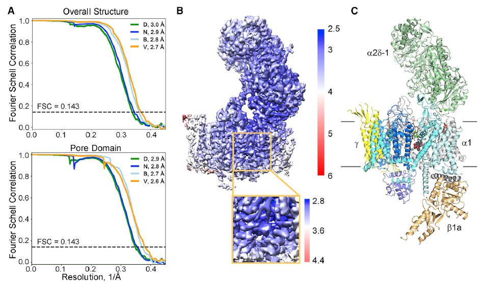 冷冻电镜最新研究,冷冻电镜研究成果涌现