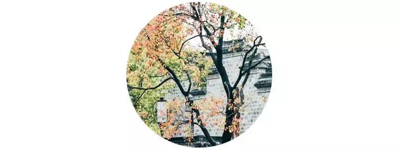 南京的秋天浪漫吗,一起去看南京最美的秋天