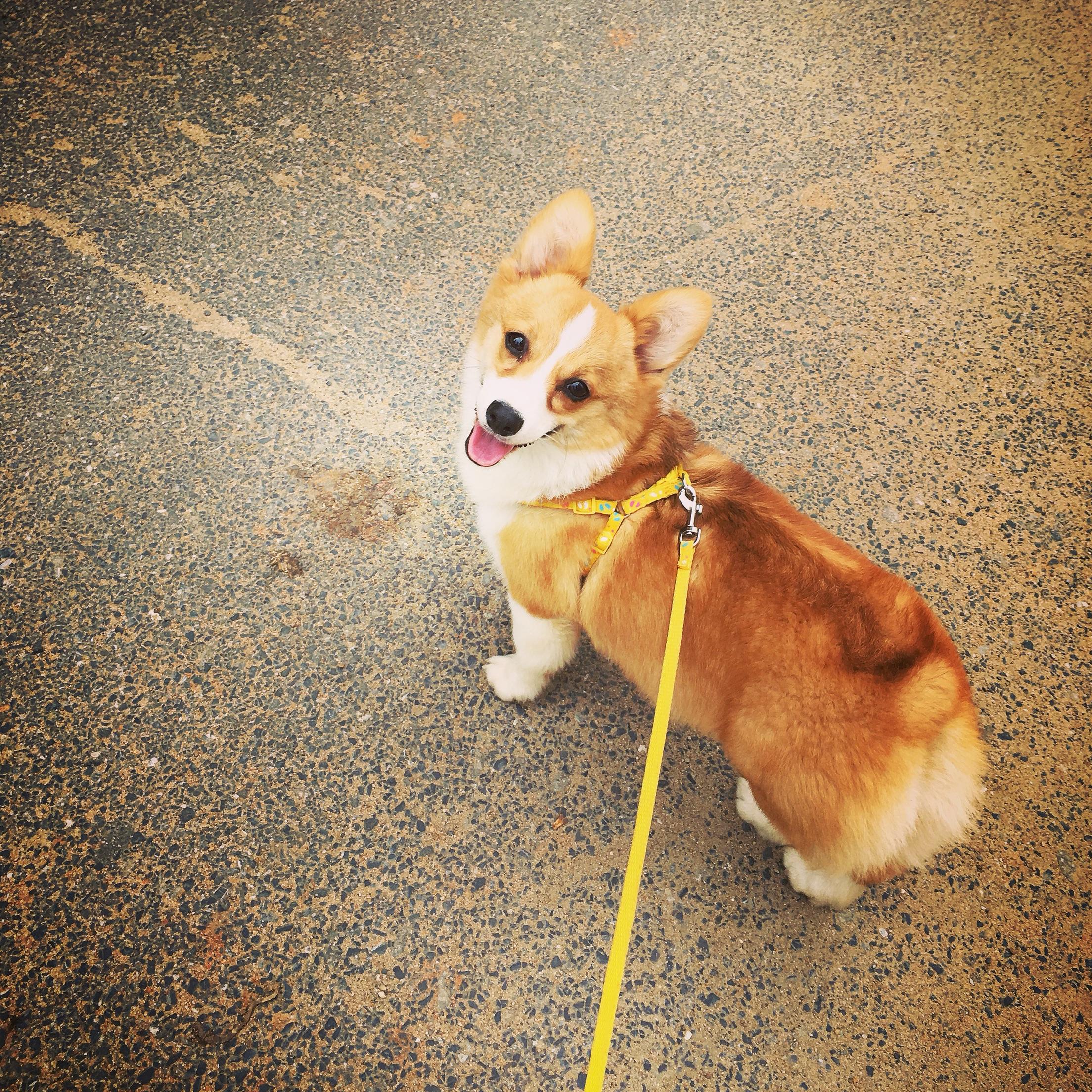 柯基犬的饲养方法有哪些注意事项,柯基犬养殖技巧和注意事项