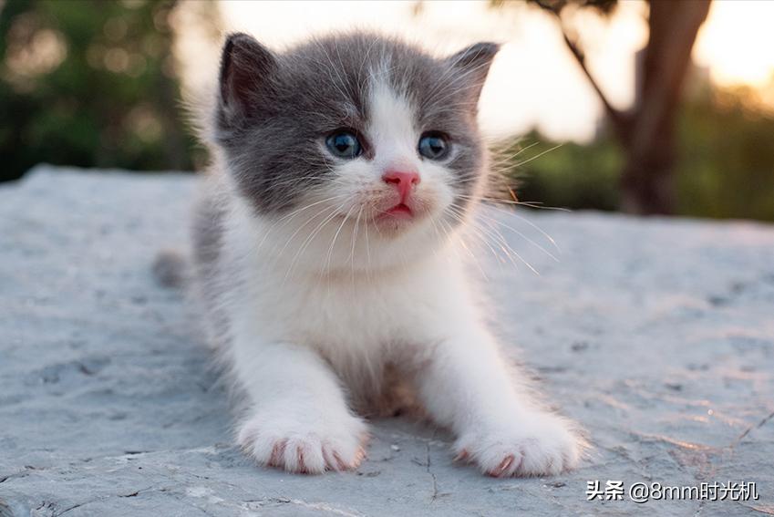 喵星人的品种大全,2018年10大最受欢迎喵星人品种