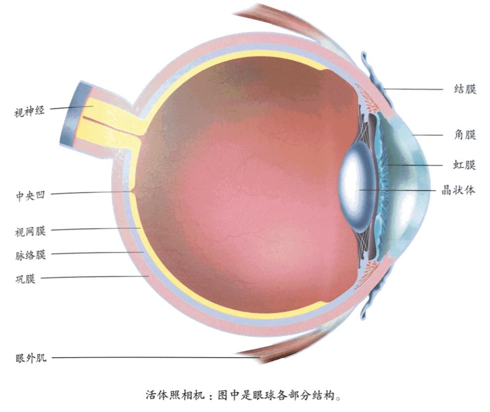 华为和苹果各方面性能到底谁更好,你认为苹果和华为哪个更好用