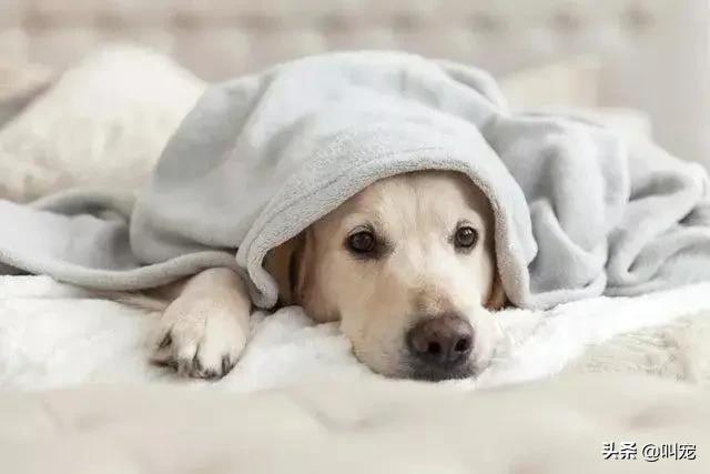 狗狗经常要吃异物达到呕吐怎么办,狗狗误吞异物怎么催吐