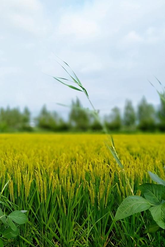 辽宁省盘锦市有什么区,浅谈全国各省份