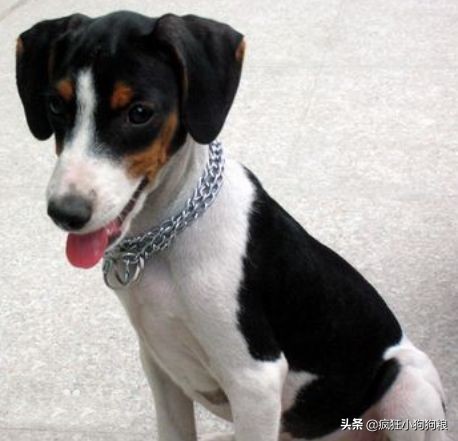 战斗力最强的土狗是什么品种,这40种土狗其实都是超酷的品种犬