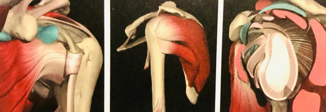 一边肩膀有肩周炎一边没有肩周炎,肩膀疼不知道是肩周炎还是腱鞘炎