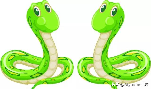 属相天命,十二属相的解析与分析