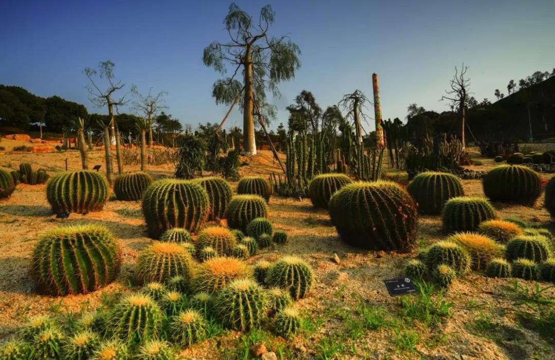 春节深圳周边自驾游攻略,深圳观澜春节十大免费景点