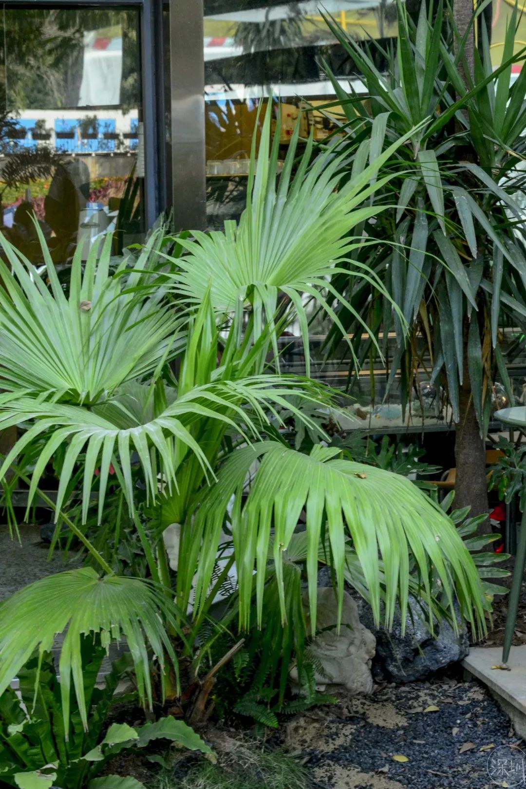 中山南头是中高风险地区吗,中山南头镇潜力大吗