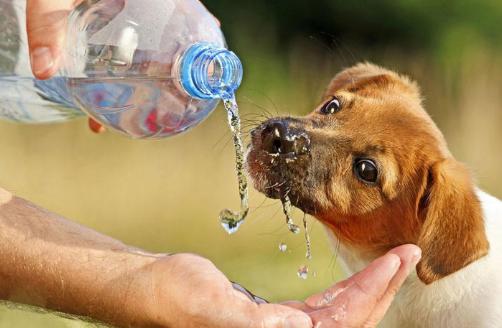 给狗狗喝水的注意事项,狗狗喝水都护食怎么办