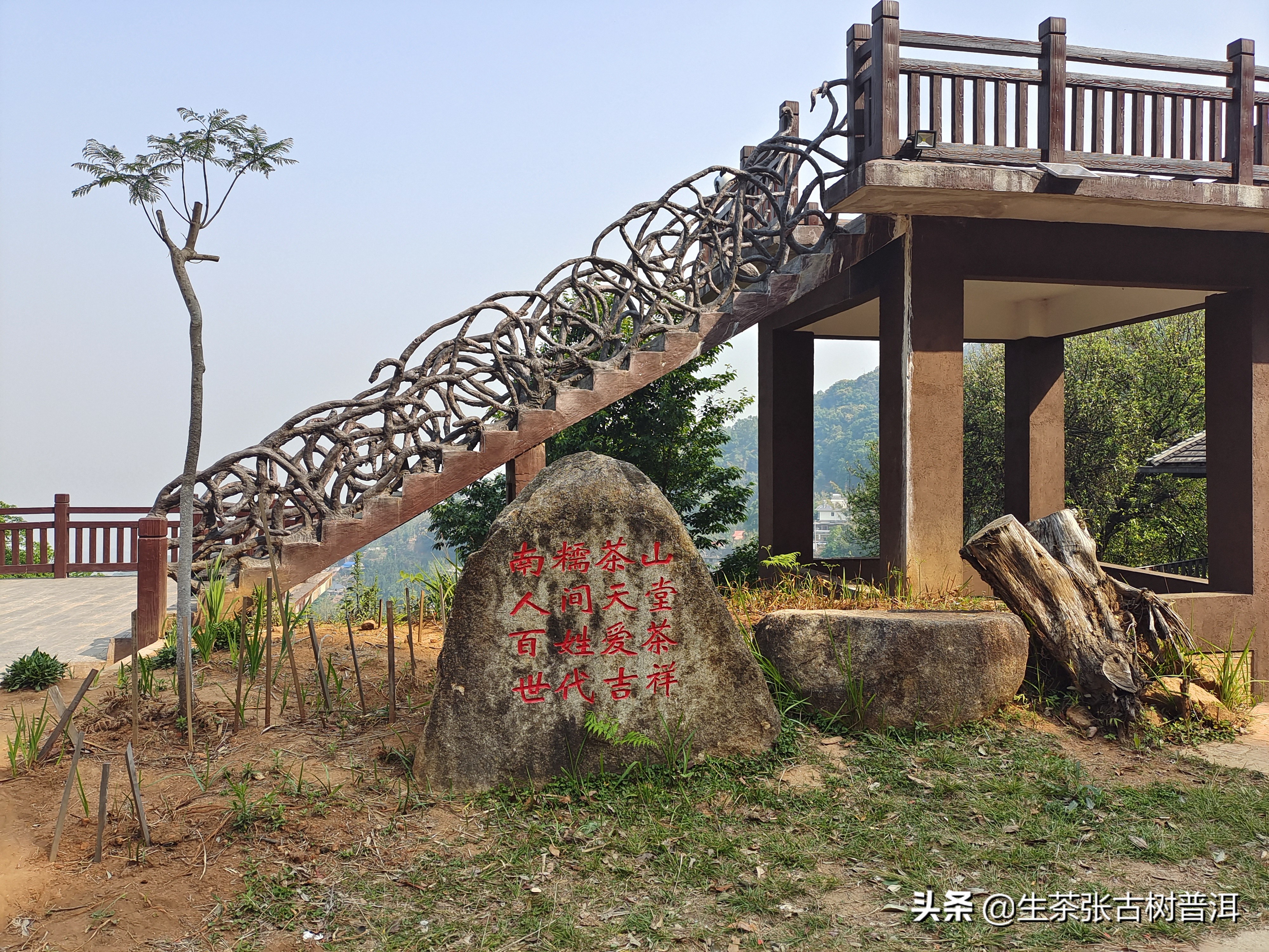 2020年古六大茶山莽枝乔木普洱茶,云南普洱茶各大茶山分布图