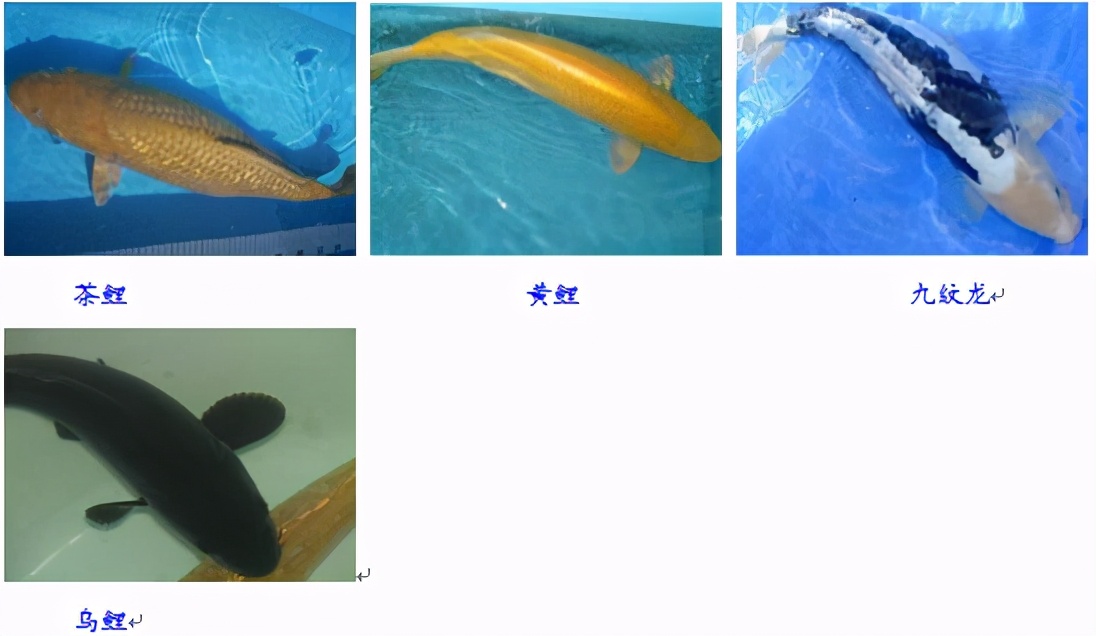 锦鲤鱼怎么养放盐吗,锦鲤用盐浓度