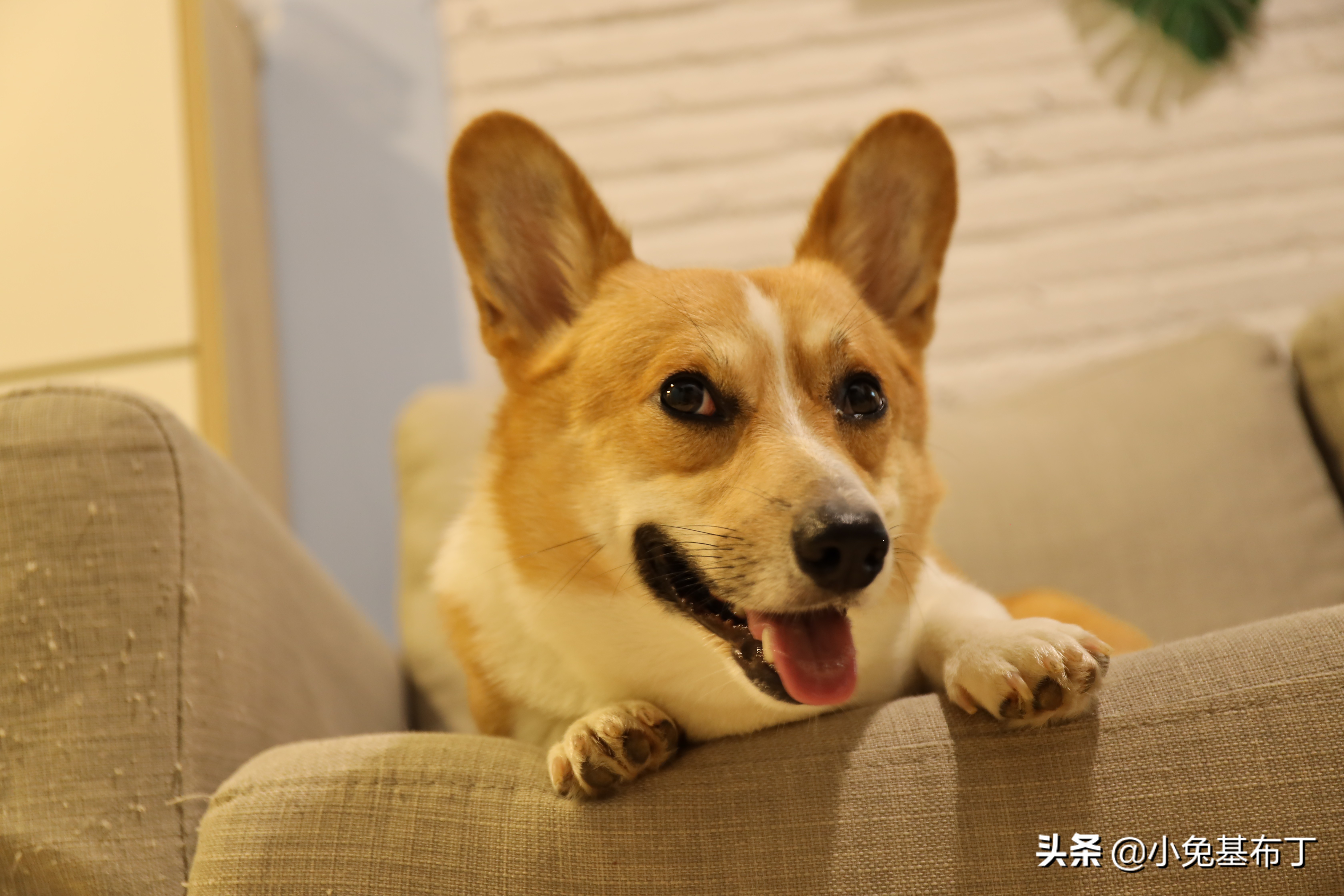 狗狗天天不听话,狗狗老是不吃药怎么办