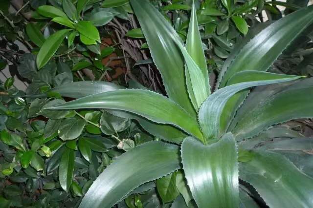 几种方法除甲醛最有效,新房除甲醛哪种植物最好最有效