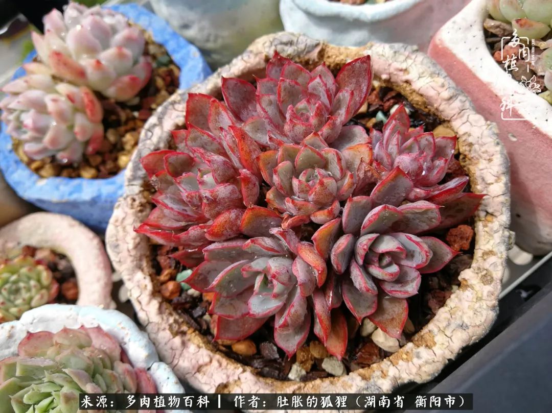 多肉用大盆养好还是用小盆养,多肉用石子养好还是用土养好