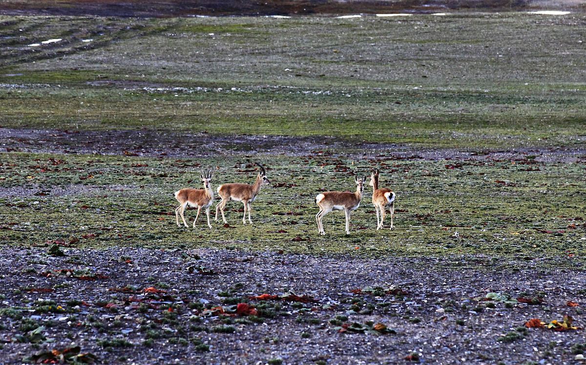 刀郎的西海情歌背后都有什么故事,西海情歌刀郎的经典老歌百听不厌