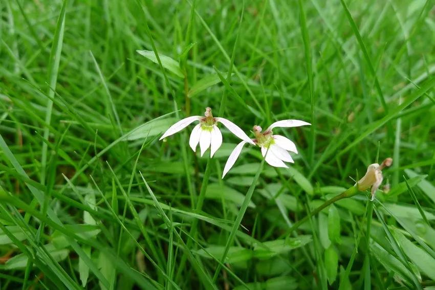 冬天常见中药植物图片及功效,花期长的草本植物图片