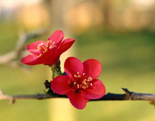 「诗词原创」邓寿康戊戌七言诗草