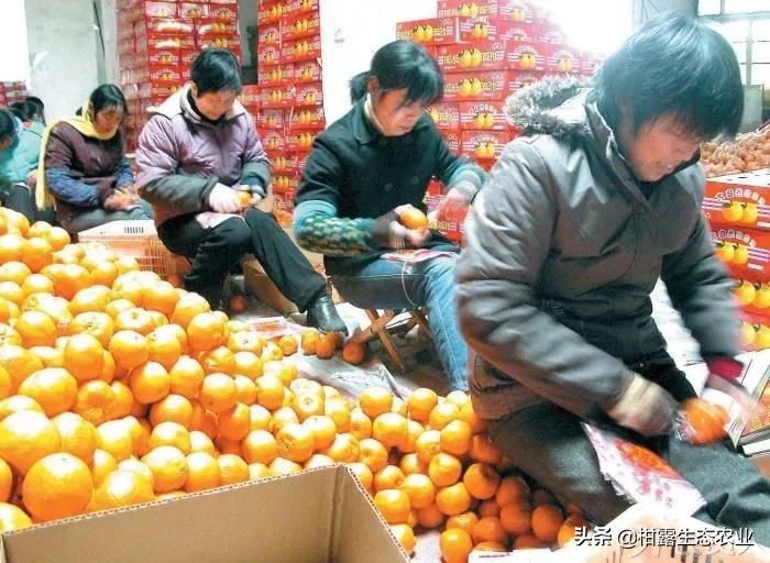 柑橘行情不好时如何卖农药,柑橘销售难对策建议