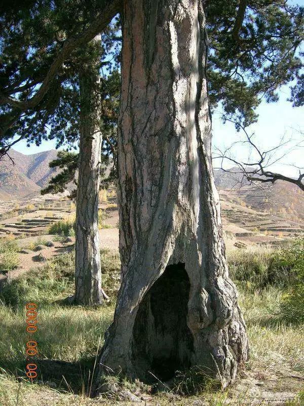 静乐县刁儿沟村,静乐县刁儿沟小学