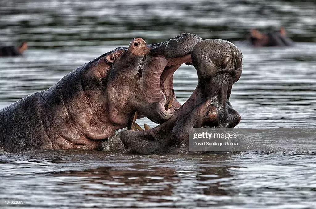 非洲河马钓鱼杀人,却反被人类逼成“脆弱”物种