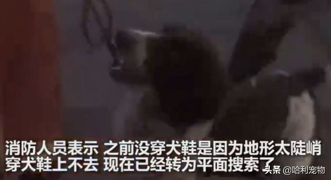 一只叫贝贝的斑点狗,有一只狗叫贝贝视频