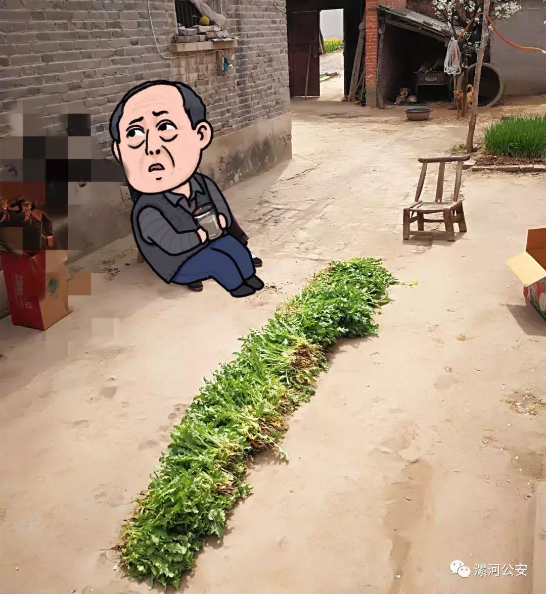 10天查处7起!这种“菜”种不得,漯河警方踏查中......