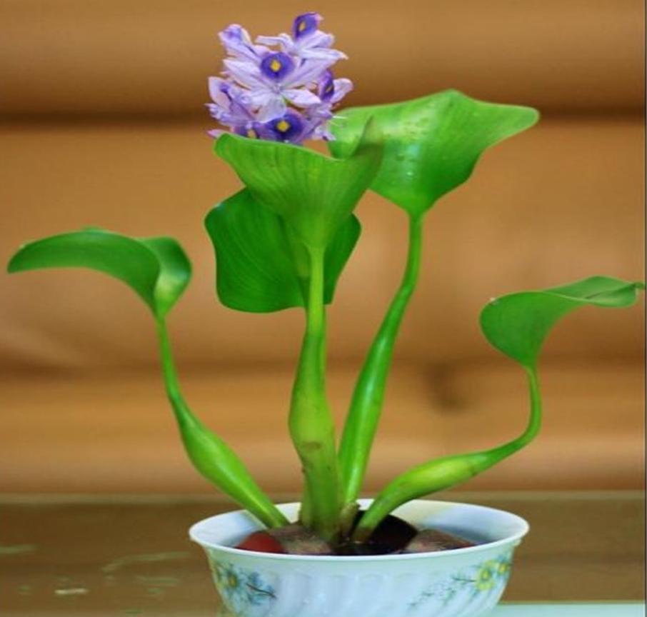 凤眼莲生长在什么环境下最好养,水养观赏小睡莲的技巧