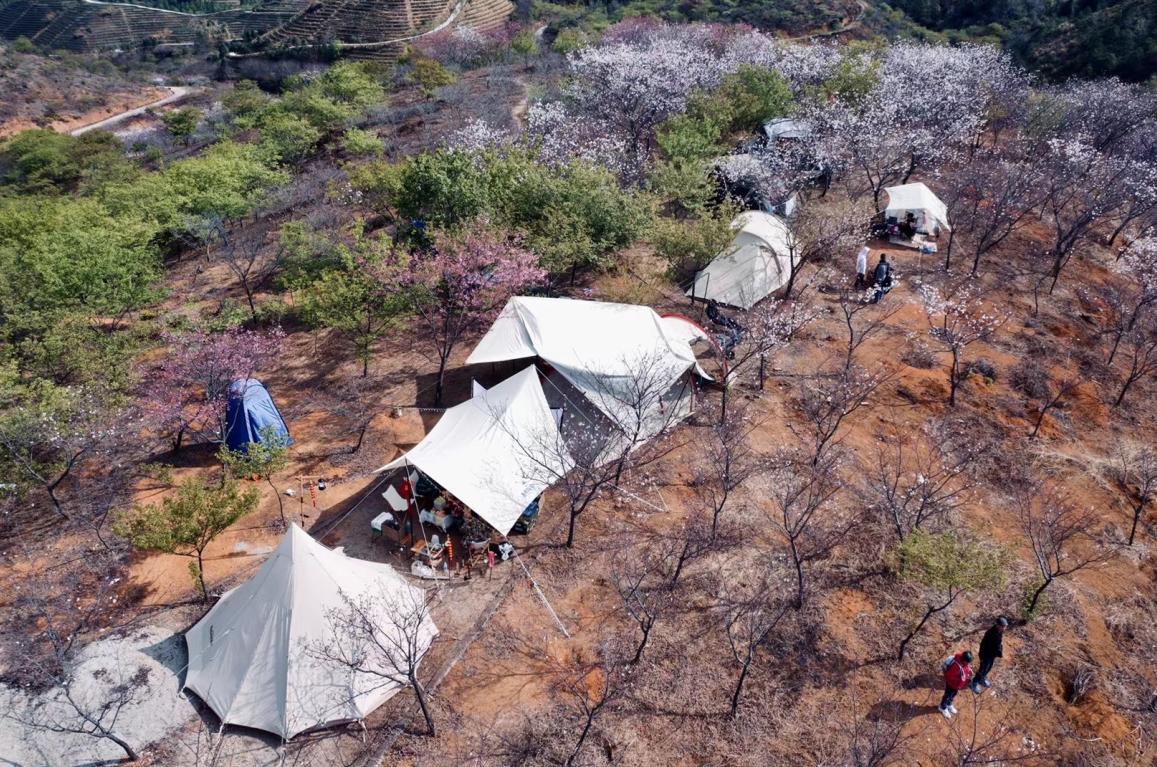 广东看樱花旅游景点推荐,广东樱花打卡景点
