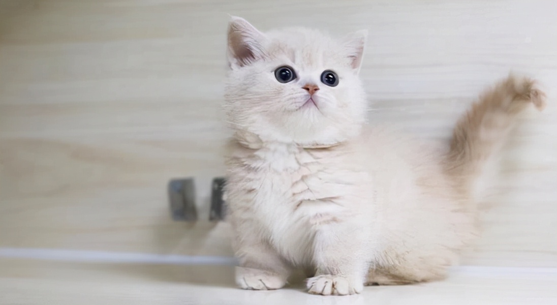 脾气比较暴躁的几种猫新手不要养,猫咪最怕的几种猫