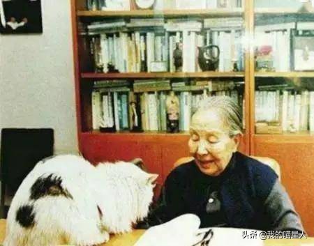 猫的魅力到底有多大,猫的魅力到底有多可怕