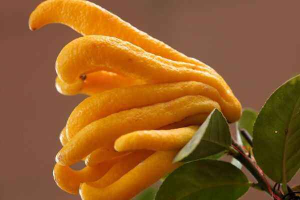 云南小青柑水果,云南特产小青柑