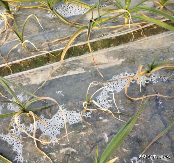 大蒜烧苗怎么治疗,种植大蒜烂了怎么回事