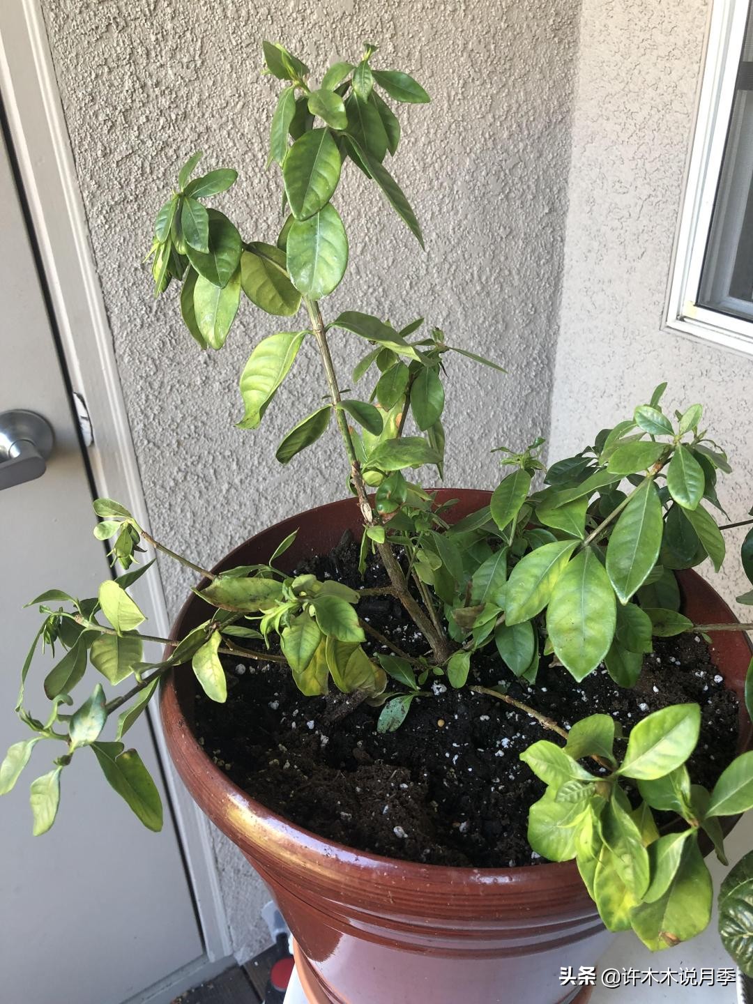 为什么月季一浇水全漏下去了,月季死一半继续养