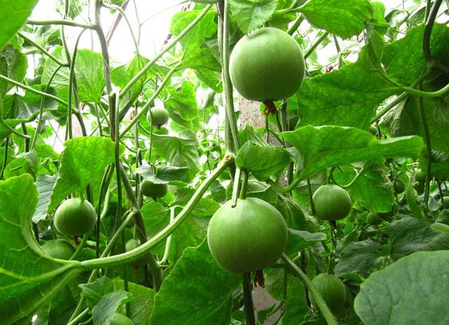 甜瓜膨大期怎么补救,甜瓜苗期裂杆什么原因