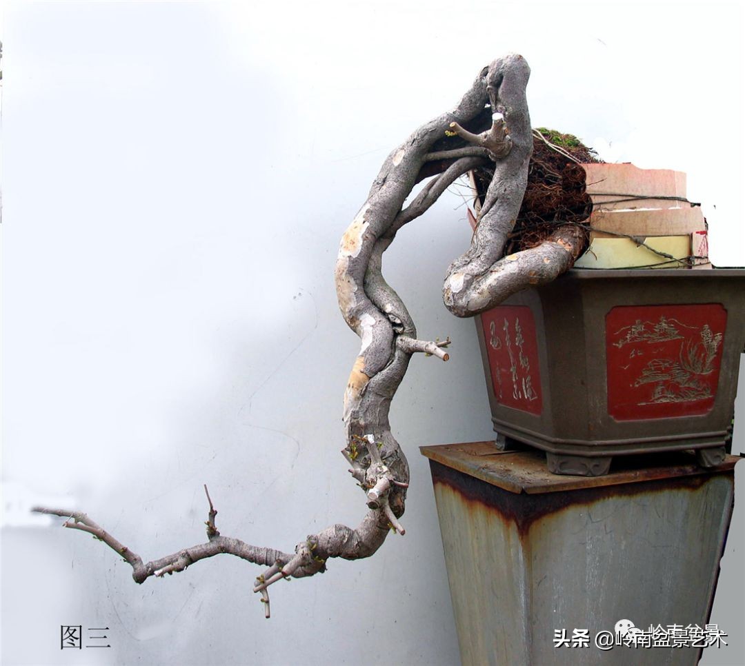 岭南盆景造型技术视频,岭南盆景极品成型图片