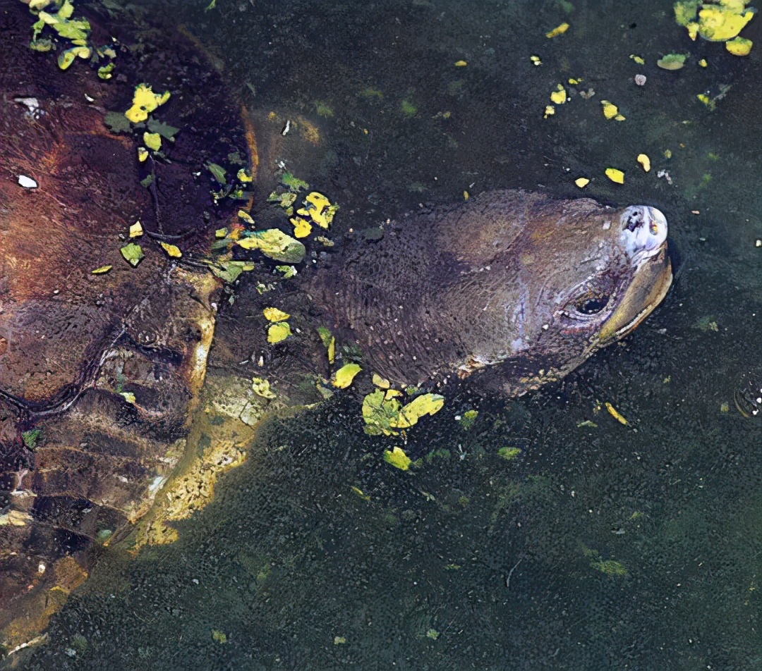 龟类纪录片,龟类图片